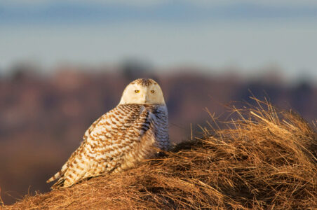 Wildlife Habitat Conservation and the WHIP Program Image